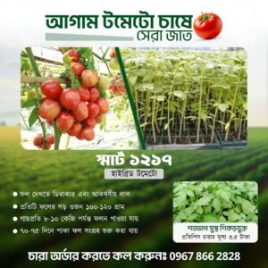 টমেটো চাষ: ঘরে বা খেতেই হোক, লাভজনক একটি ফসল