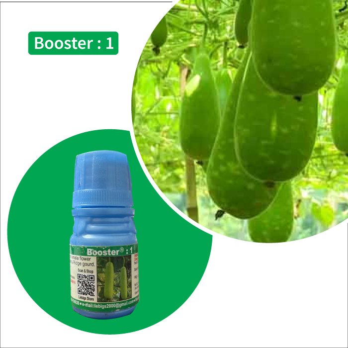 বুস্টার ১: লাউ, কুমড়া ও ঝিঙ্গে