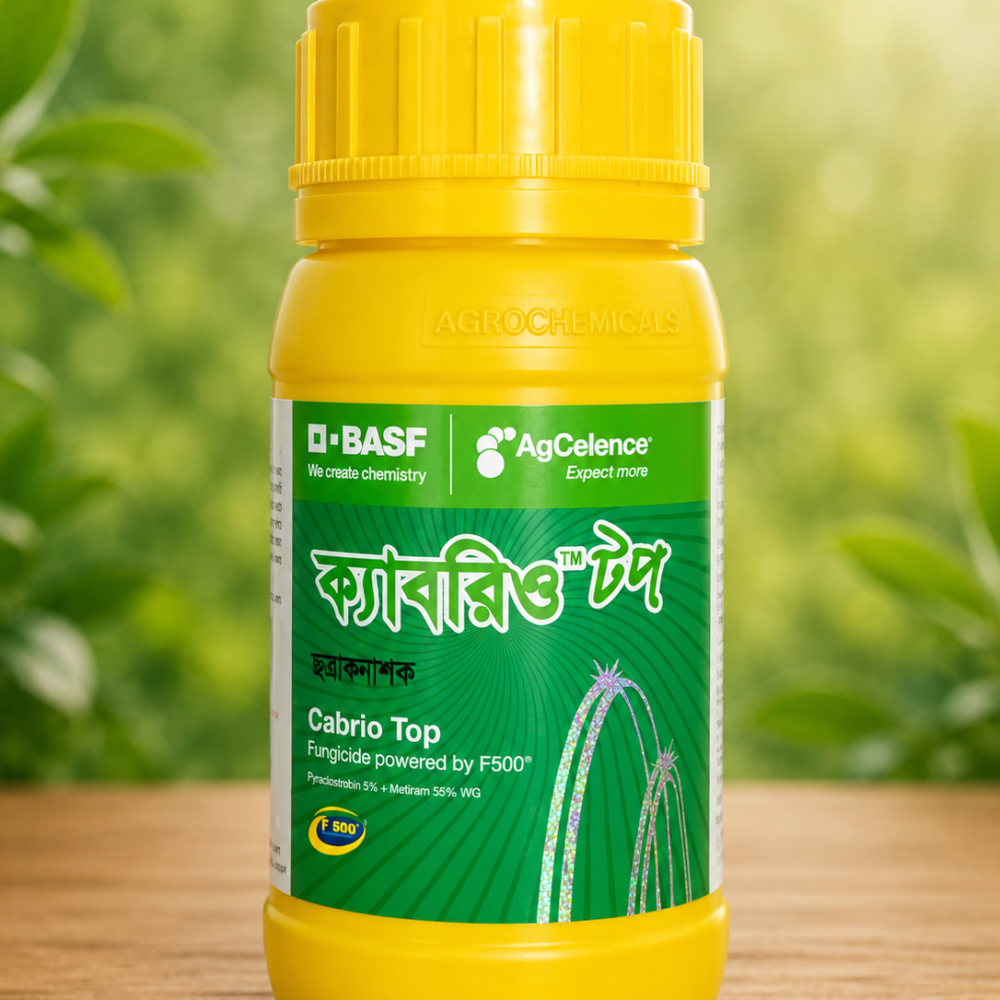 ক্যাবরিও টপ